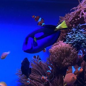 Meet your Posher, Dori